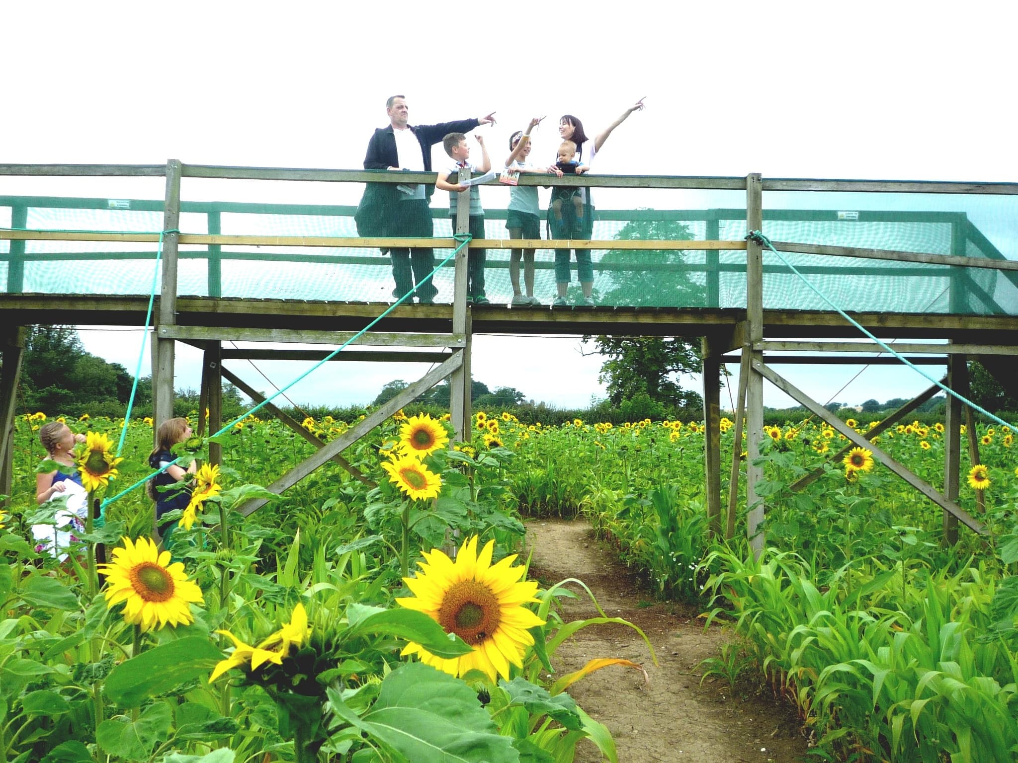 Wistow Maze - Photo