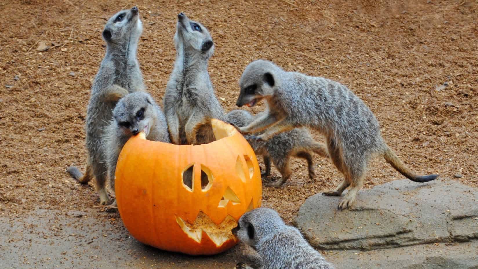 Colchester Zoo