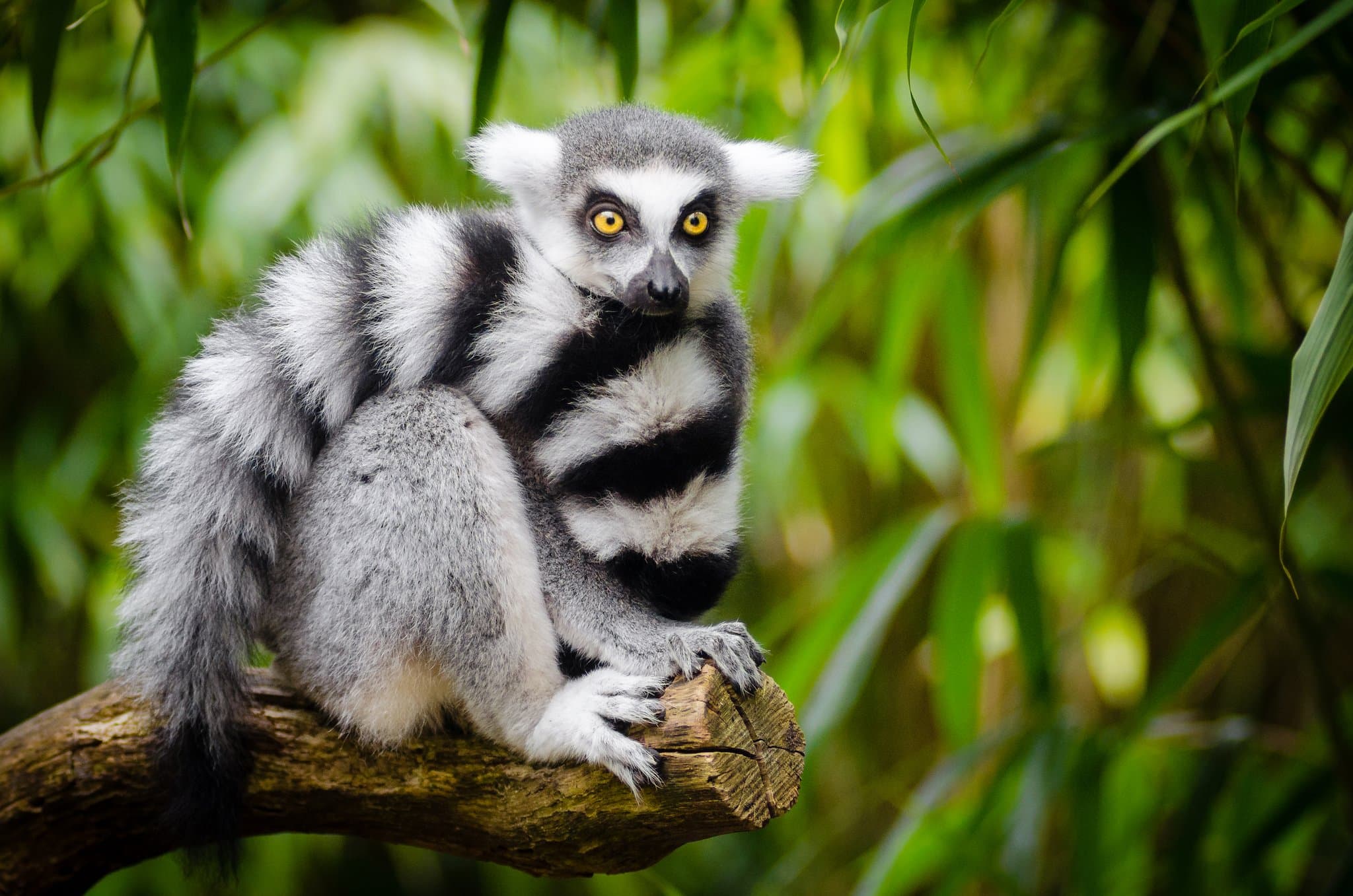 Hemsley Conservation Centre - Photo