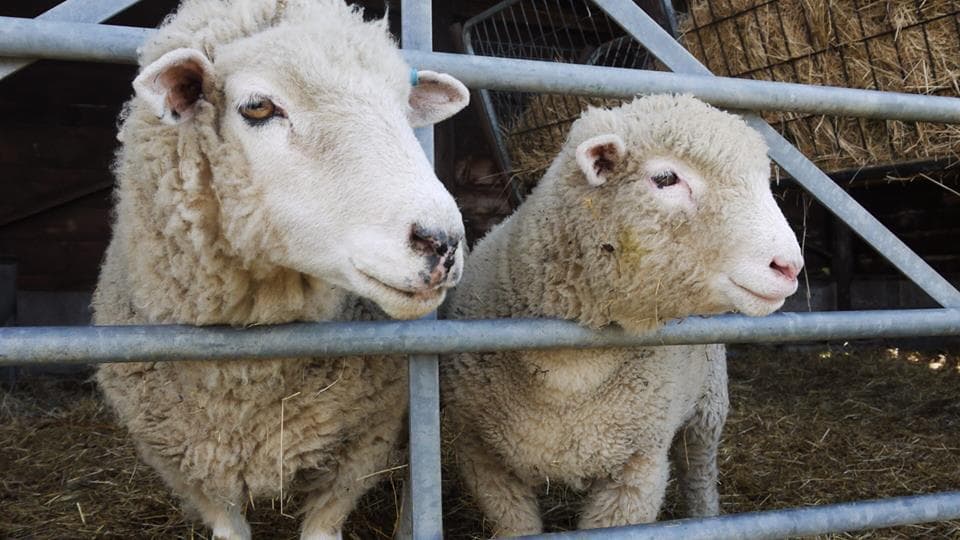 Hartcliffe Farm