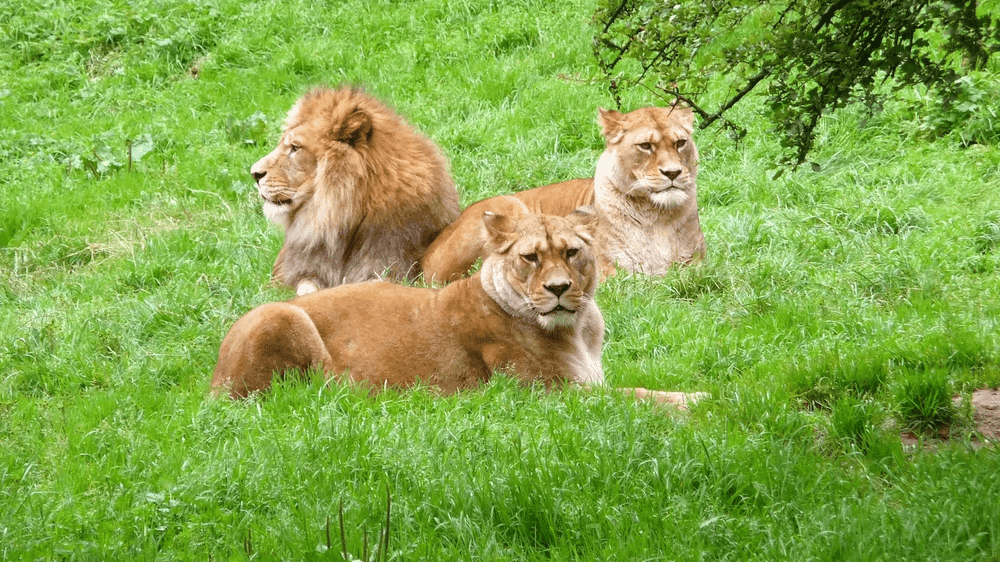 Belfast Zoo - Photo