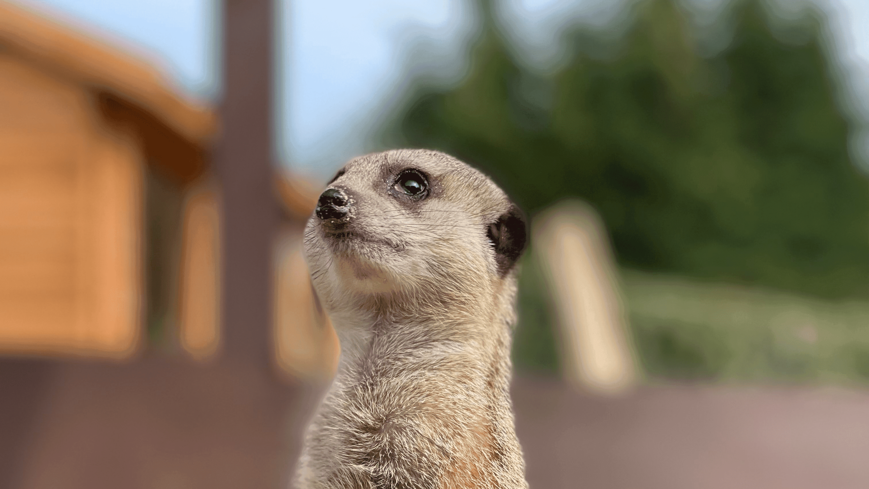 wildway wildlife mini zoo - Photo