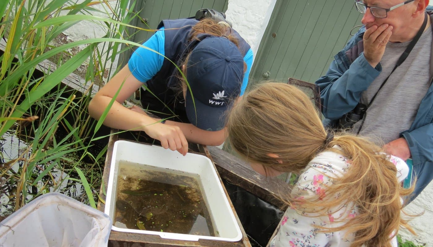 WWT Caerlaverock Wetland Centre - Photo