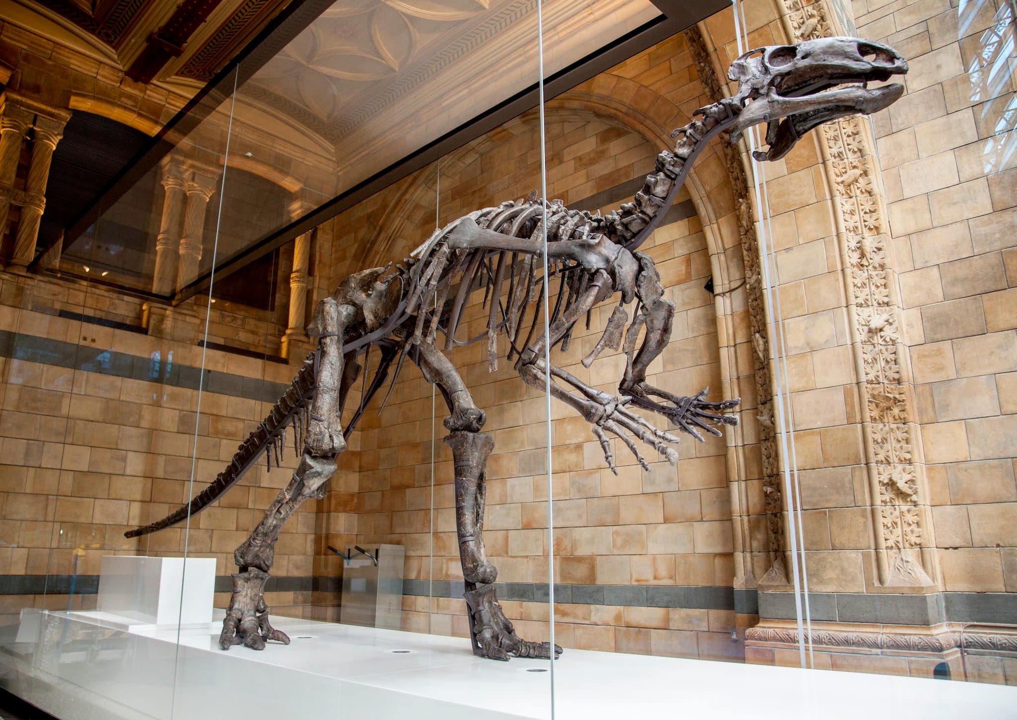 The Natural History Museum - Photo