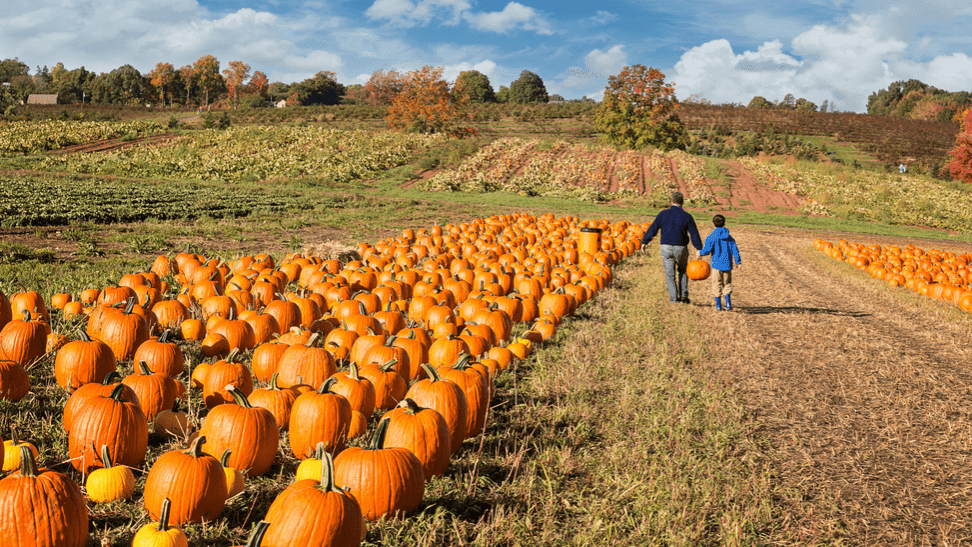 Pumpkin Picking at Church View Farm