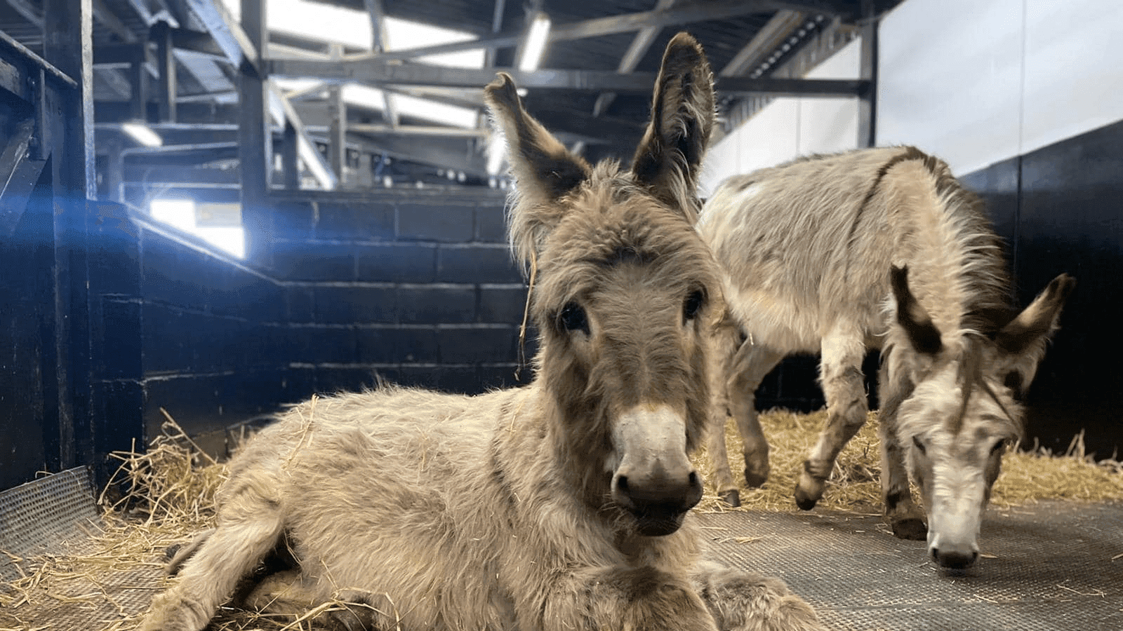 Marsh Farm Animal Adventure Park - Photo