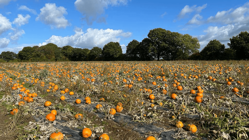 Pumpkin picking at Mr Pumpkin