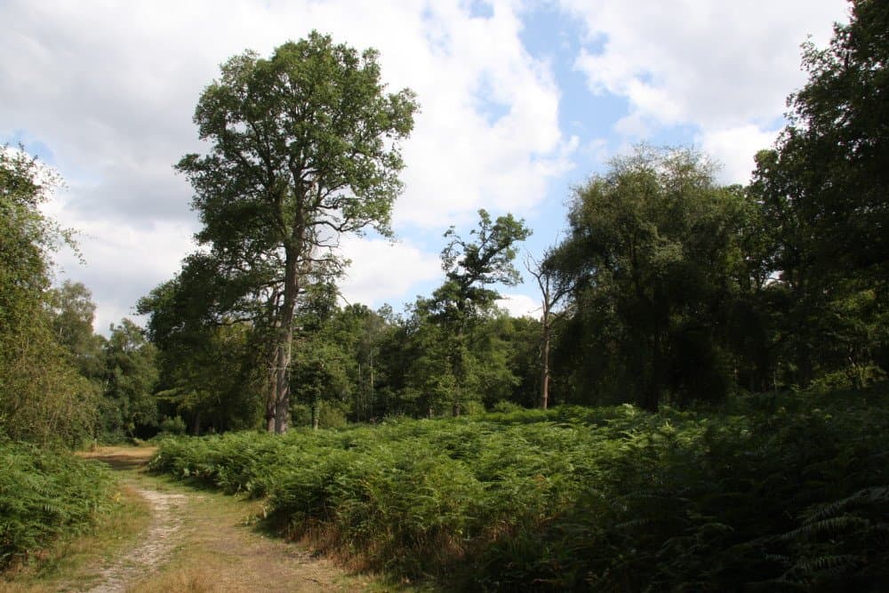 Northaw Great Wood - Photo 1