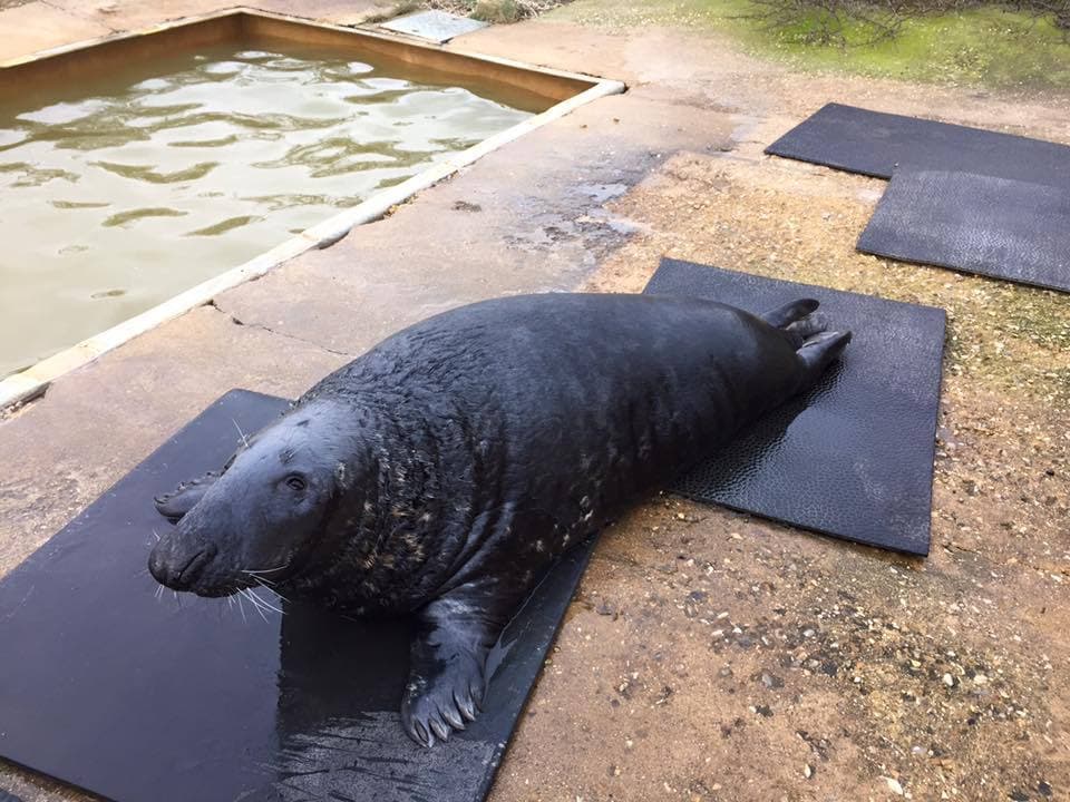 The Mablethorpe Seal Sanctuary - Photo 1