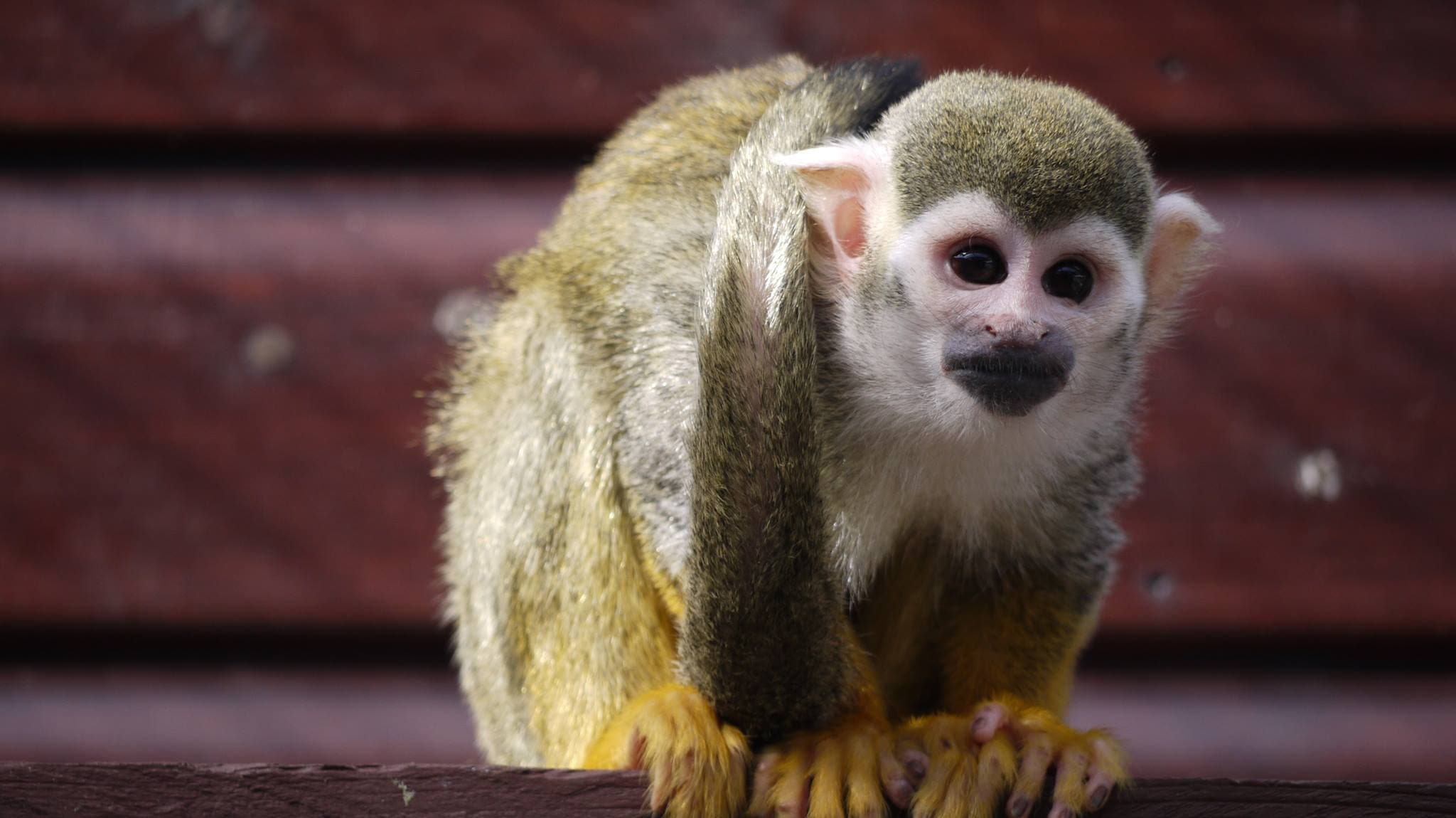 Monkey Haven - Photo