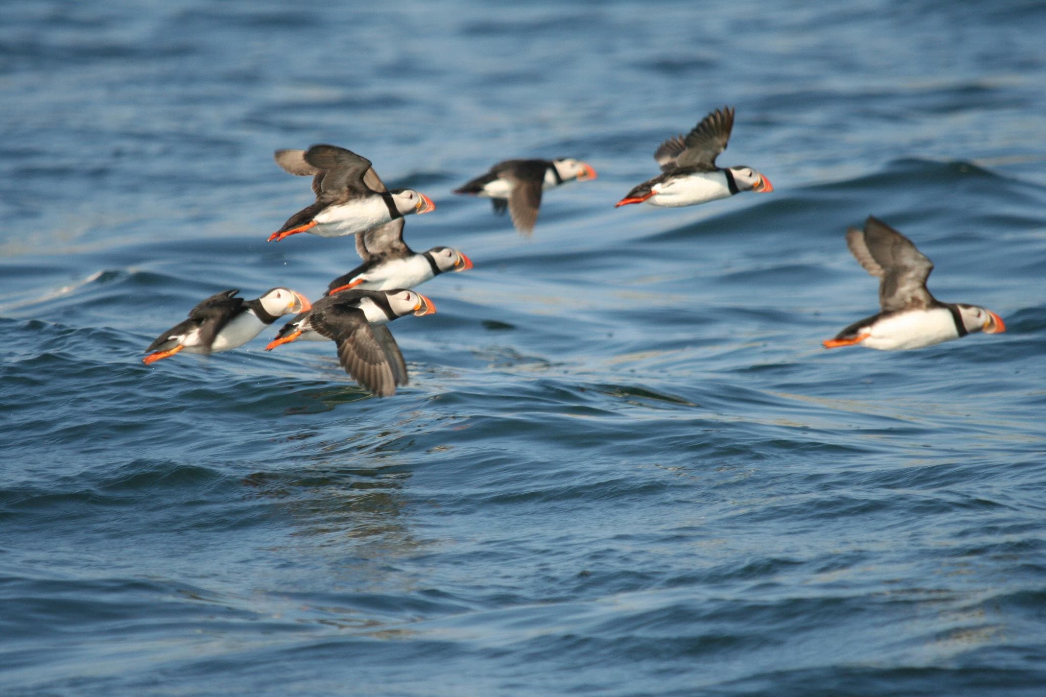 Puffin Cruises - Photo 1