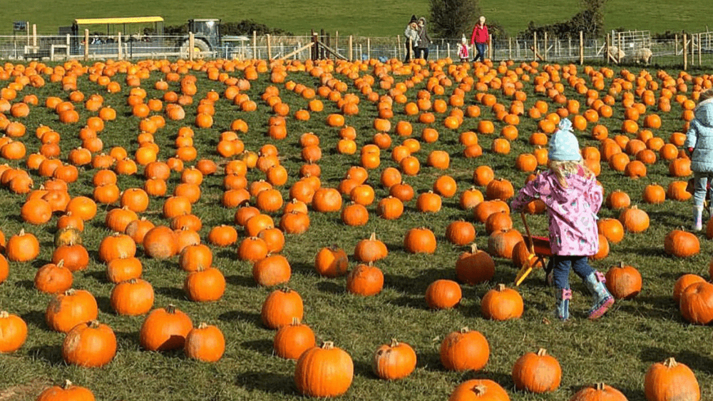 Streamvale Open Farm Halloween Pumpkin Patch
