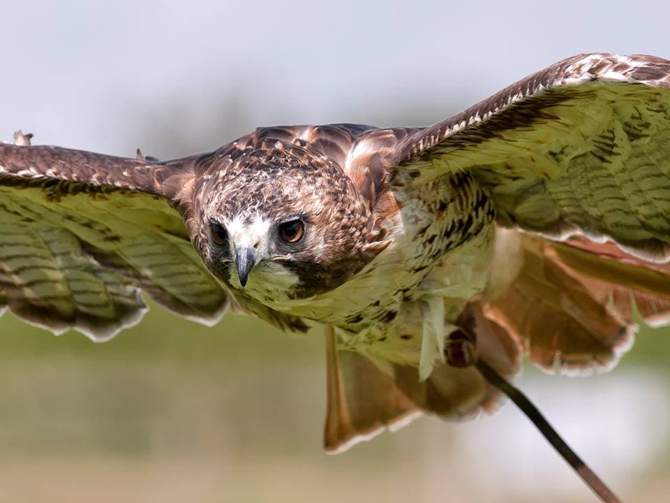 Cornish Birds Of Prey Centre