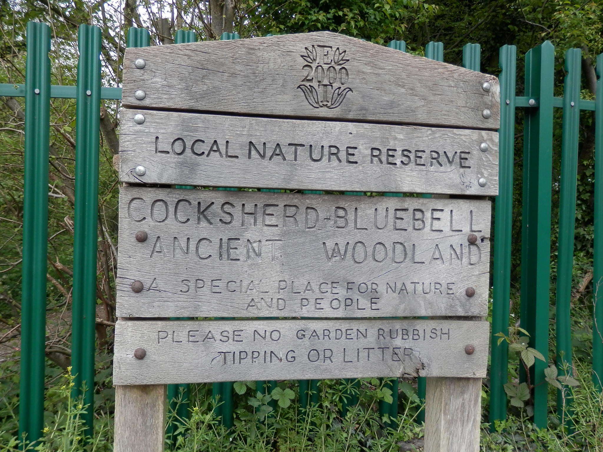 Cocksherd Bluebell Wood - Photo