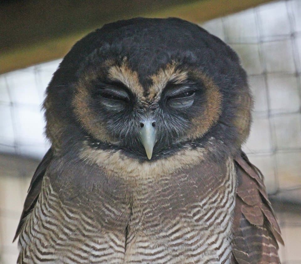 World of Owls - Photo