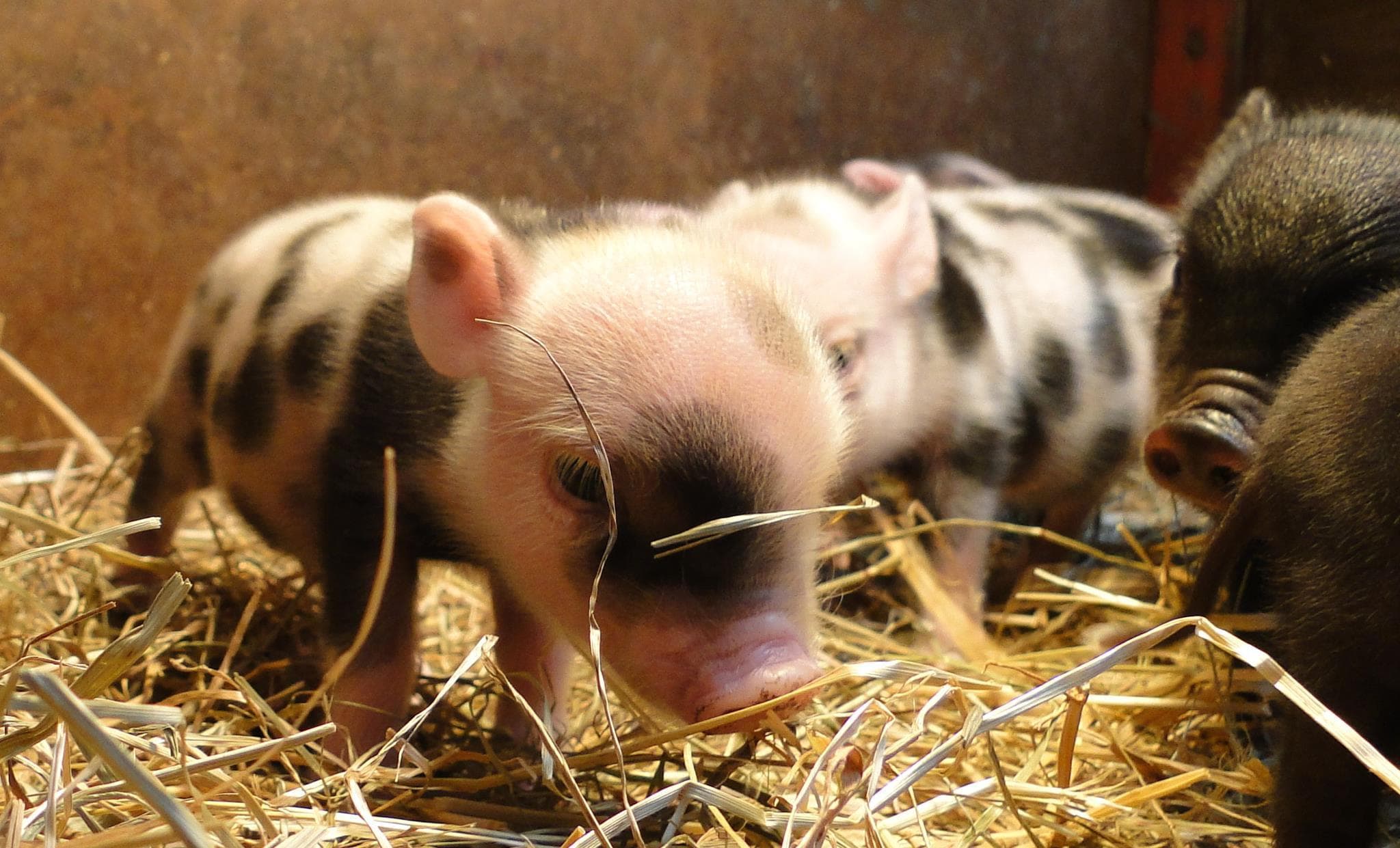Newham Grange Country Farm