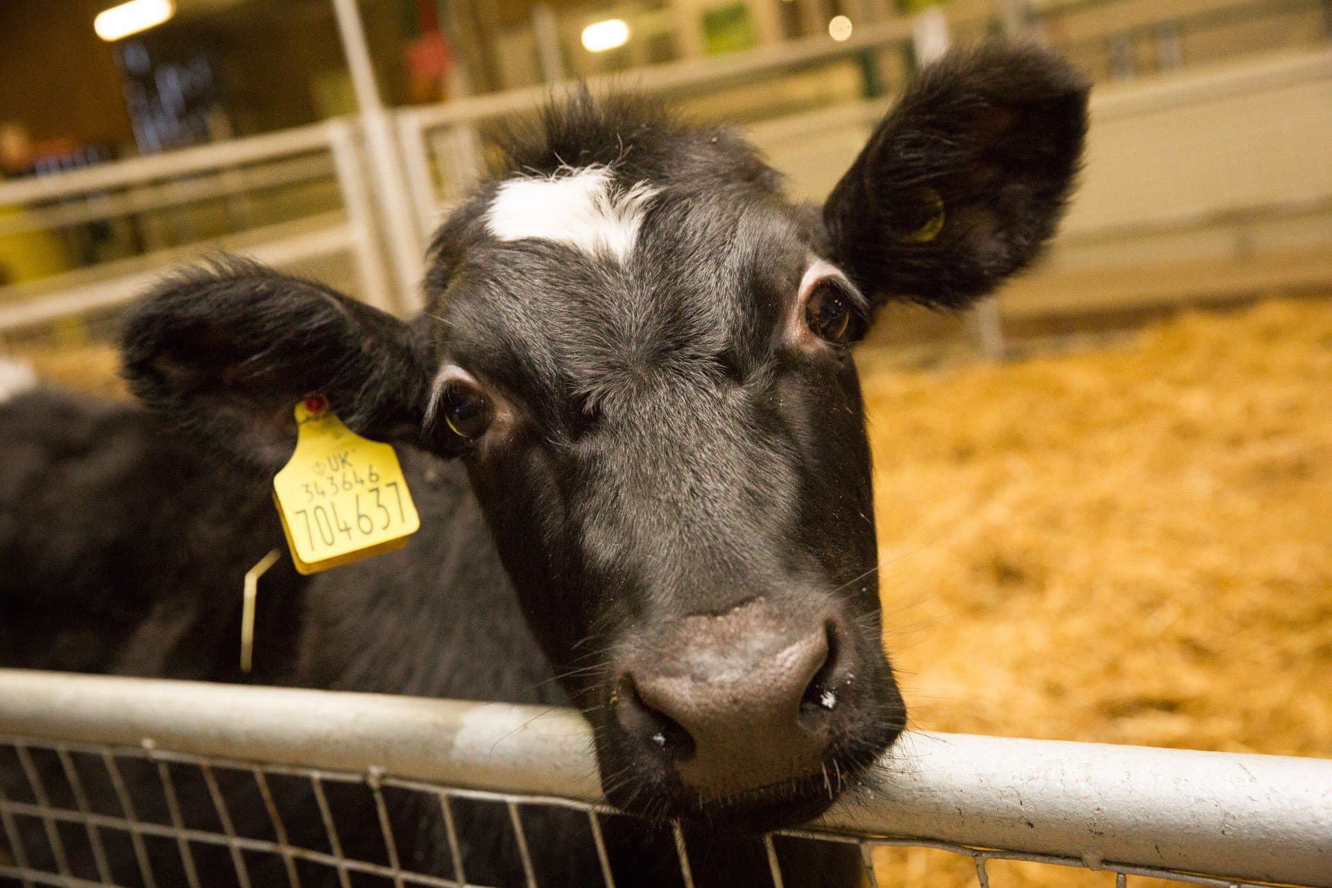 Dairyland Farm Park
