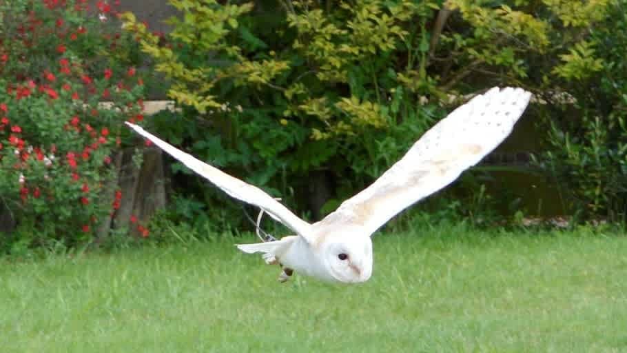Huxleys Bird of Prey Centre