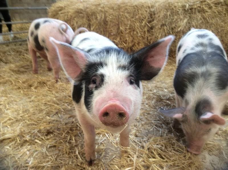 Wheelock Hall Petting Farm - Photo