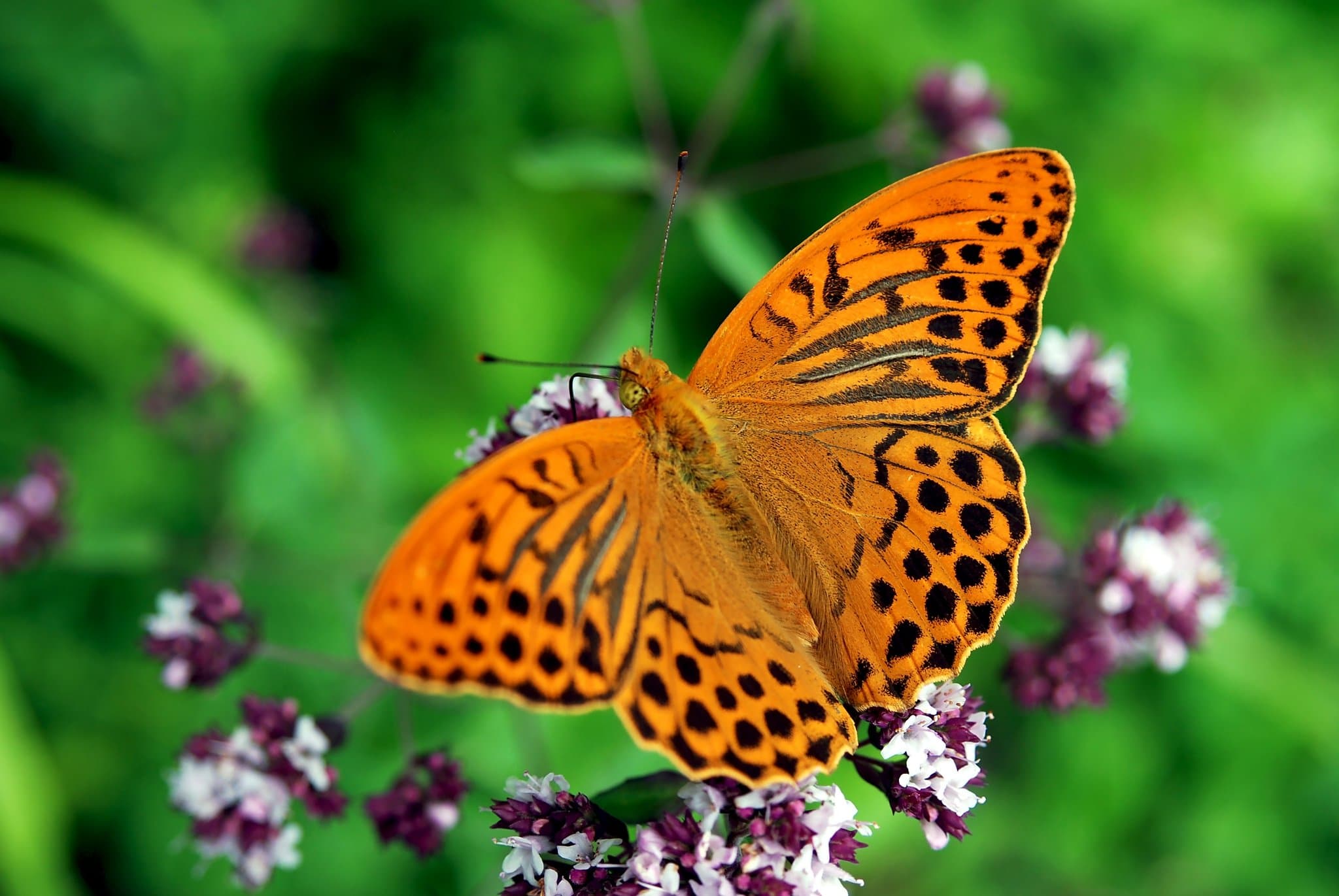 Butterfly and Fountain World - Photo 1
