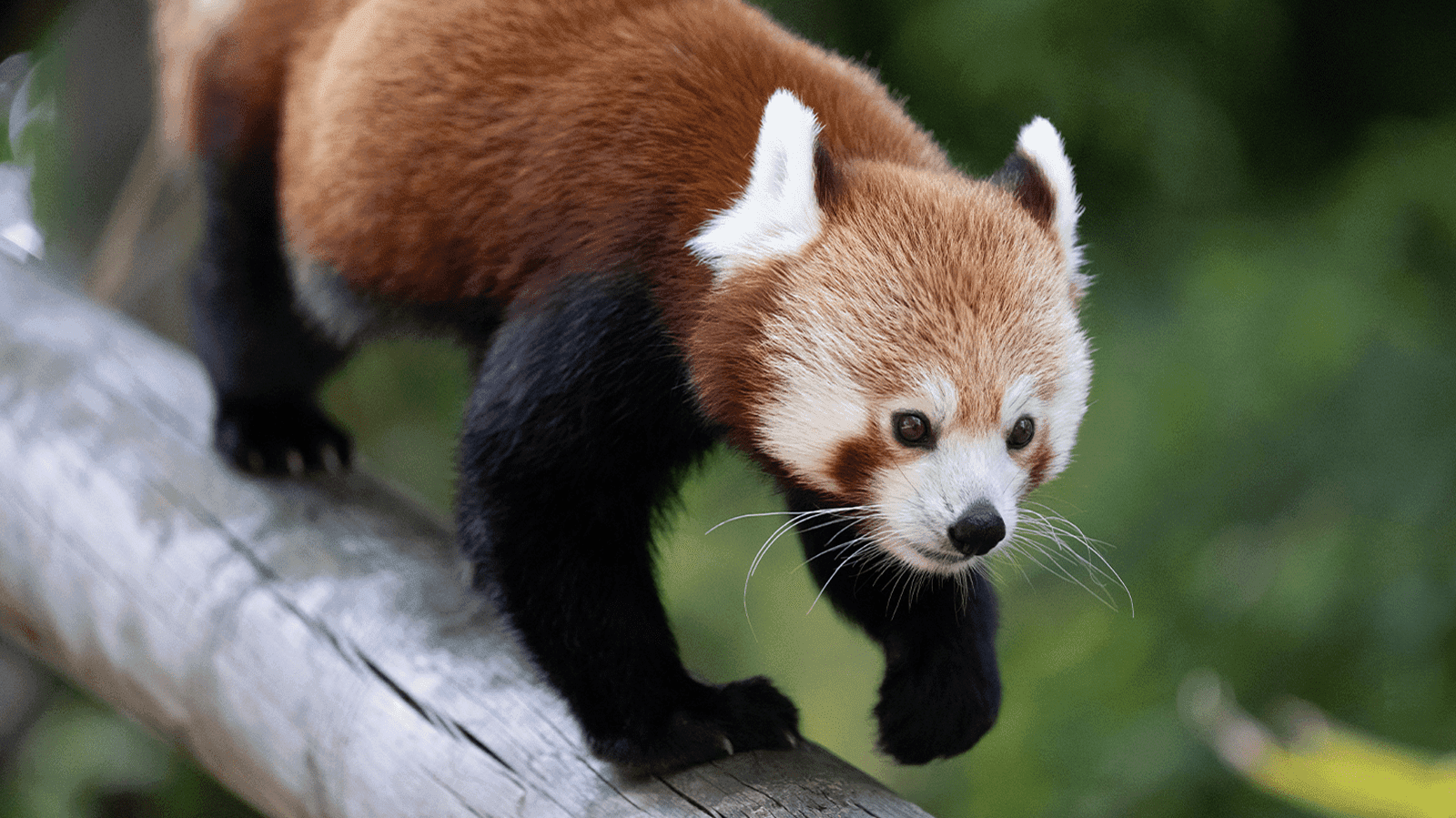 Banham Zoo - Photo