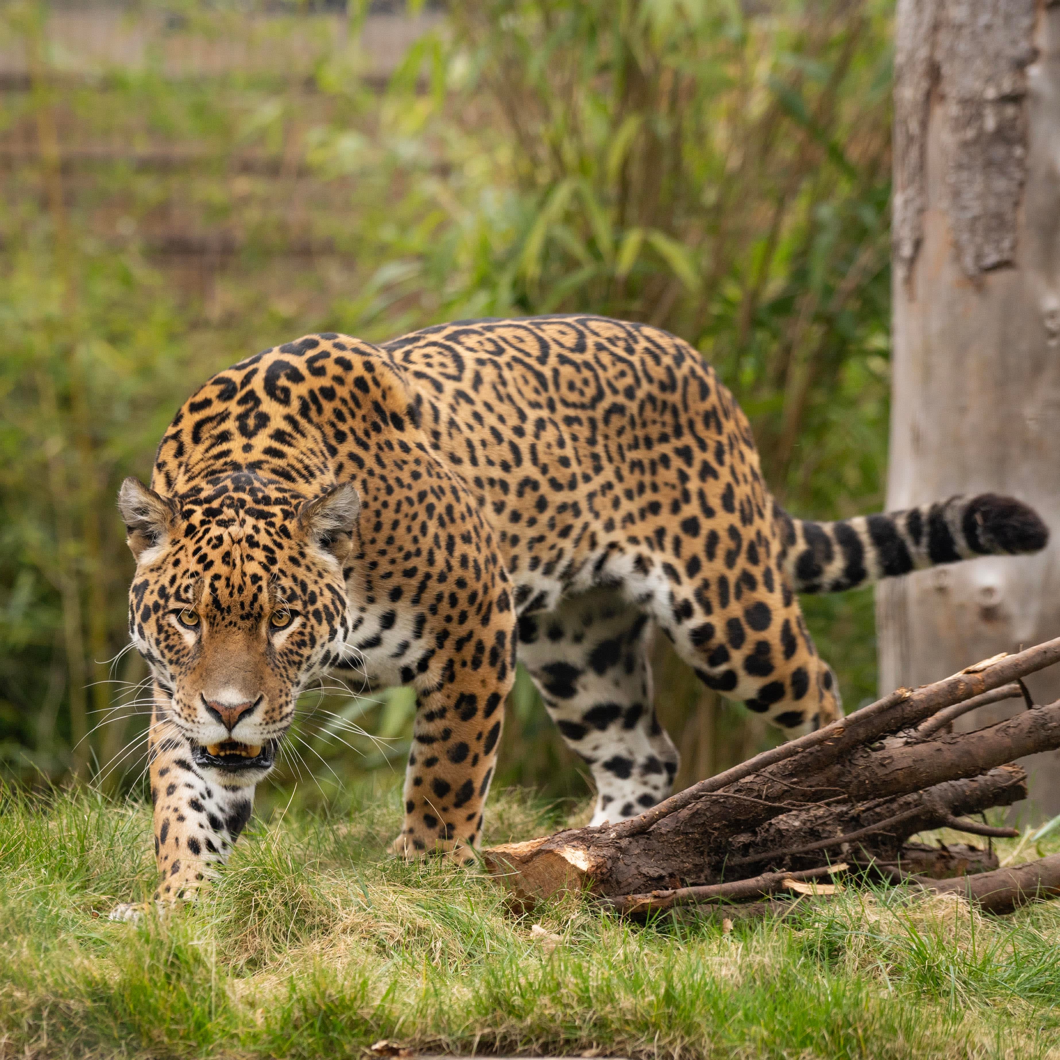 Hertfordshire Zoo (Previously Paradise Wildlife Park) - Photo