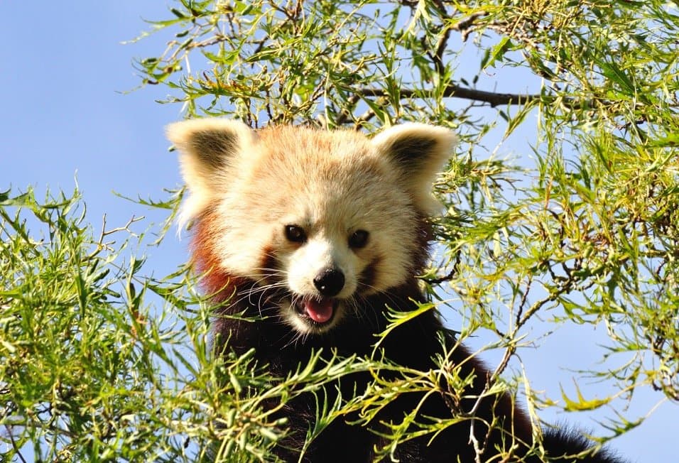 Shepreth Wildlife Park