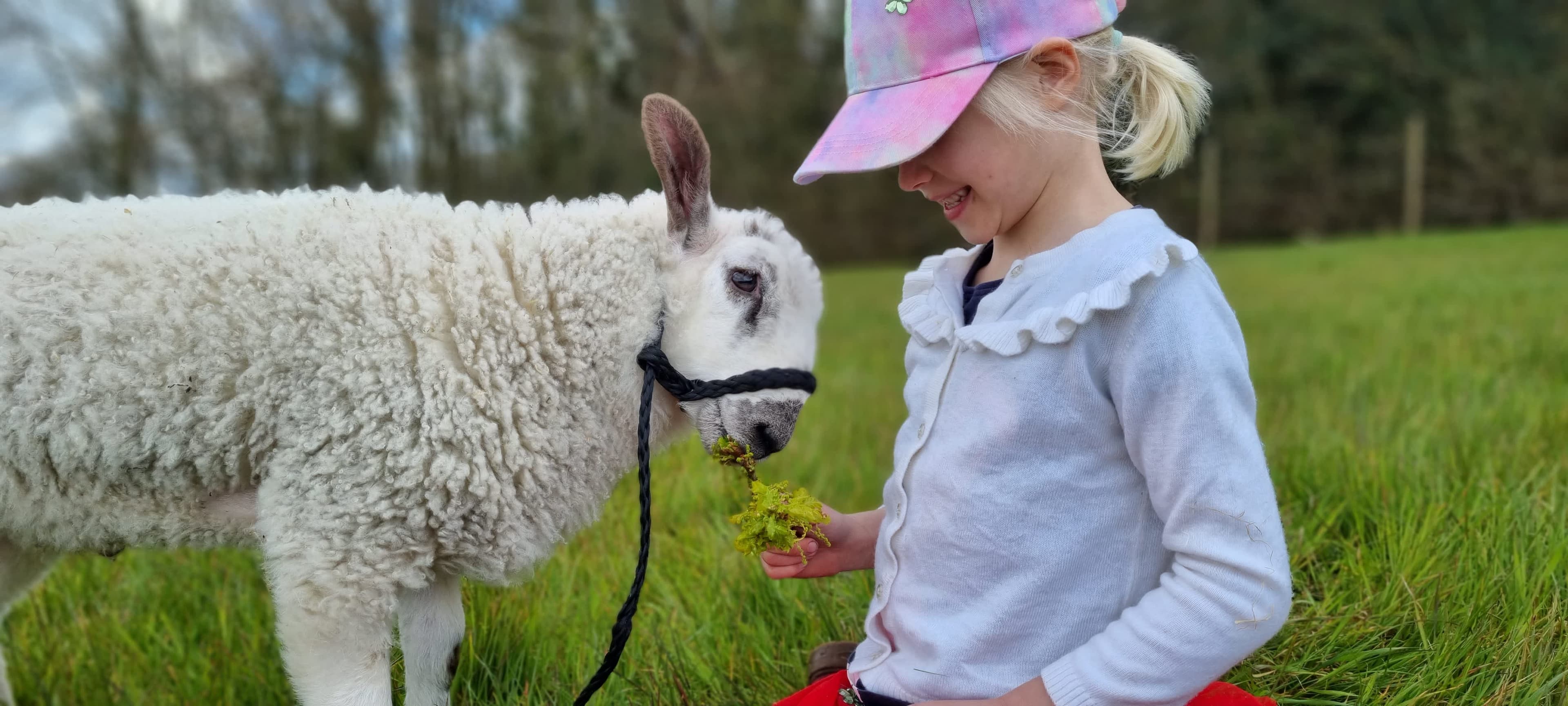 Somerset Sheep Trekking