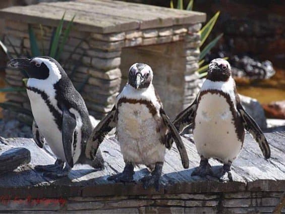 Natureland Seal Sanctuary - Photo
