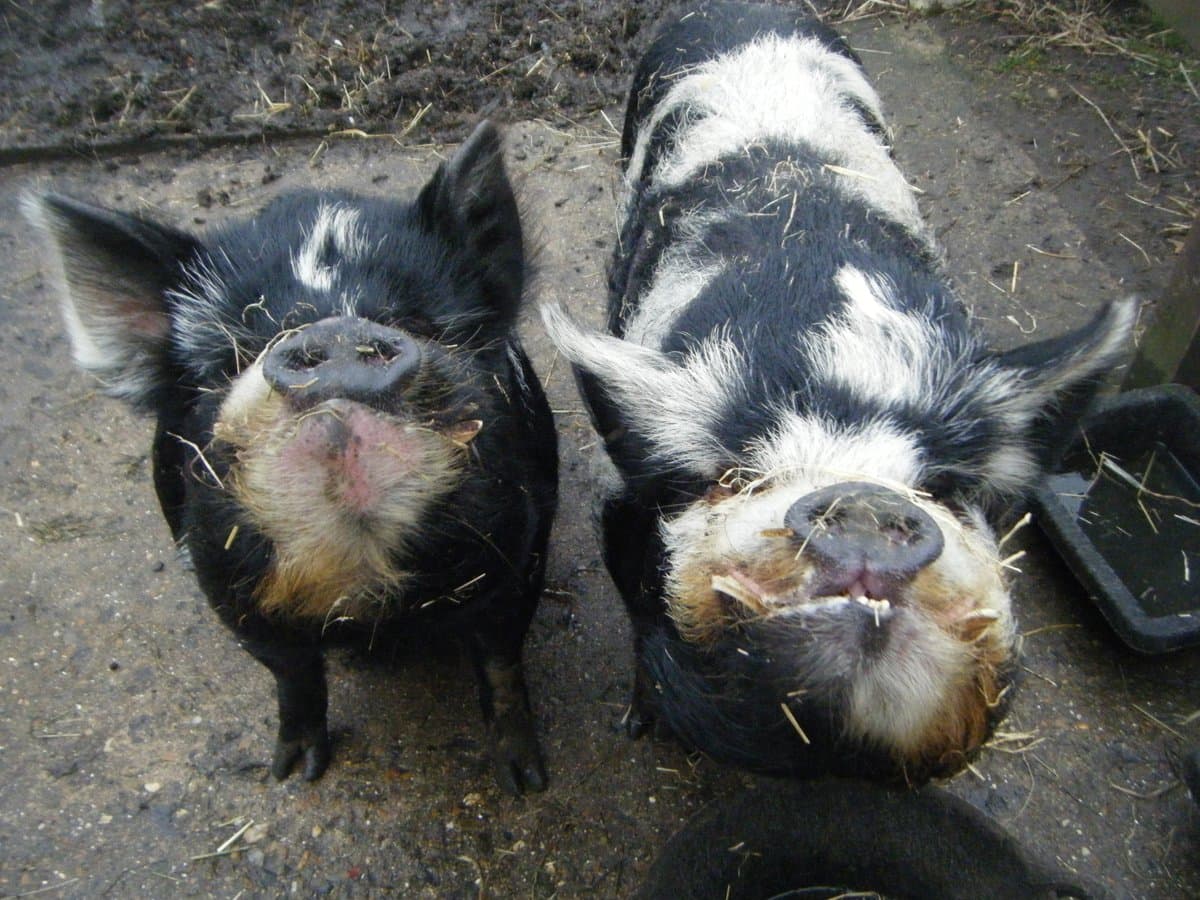 Spitalfields City Farm