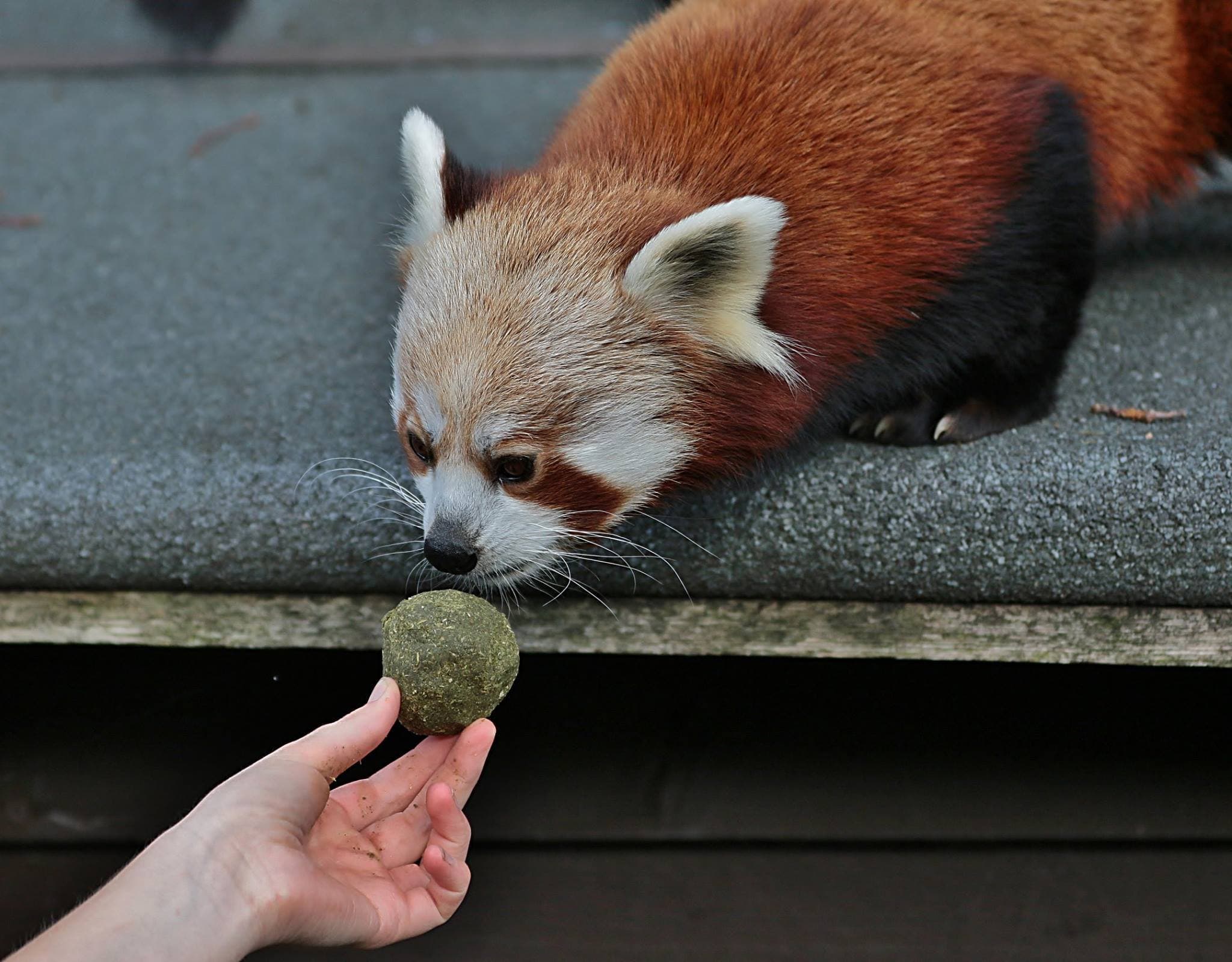 Lake District Wildlife Park - Photo 1