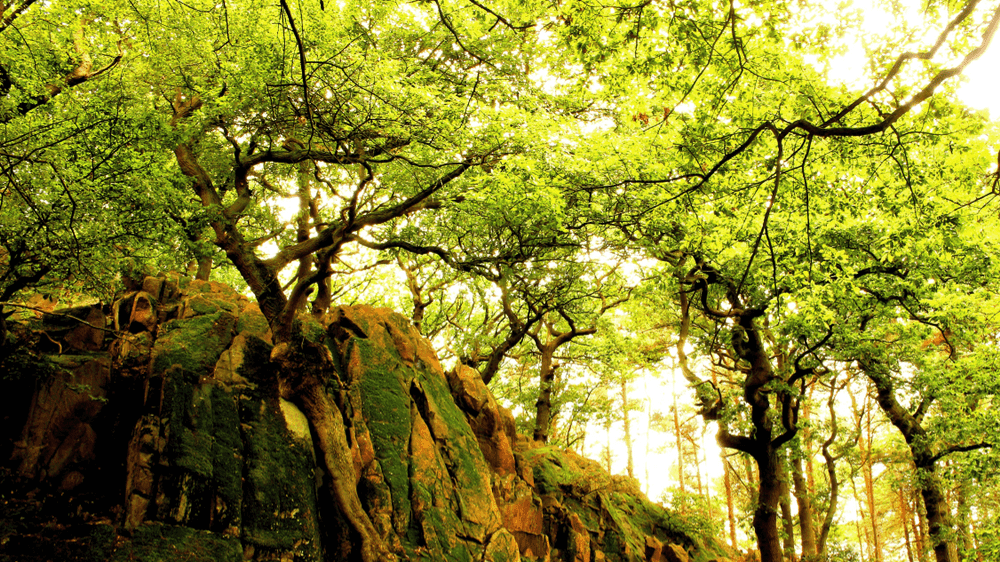 Charnwood Forest Leicestershire - Photo