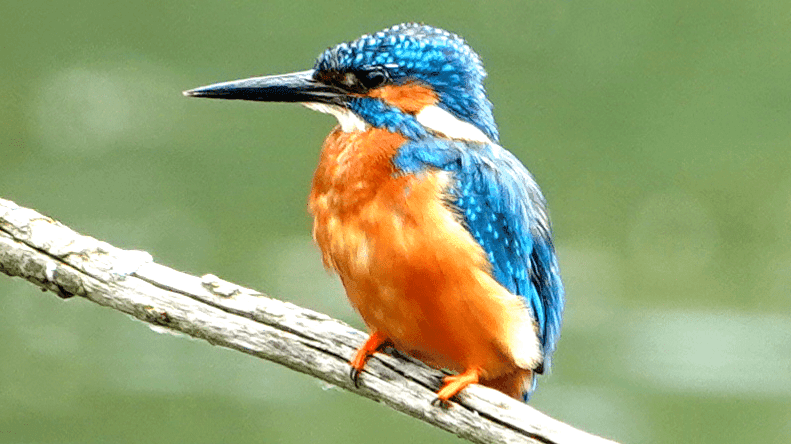 Emberton Country Park