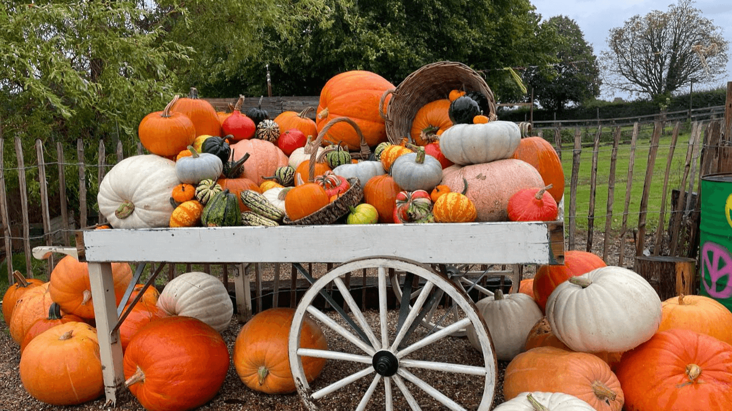 Pumpkin Picking at Crockford Bridge Farm