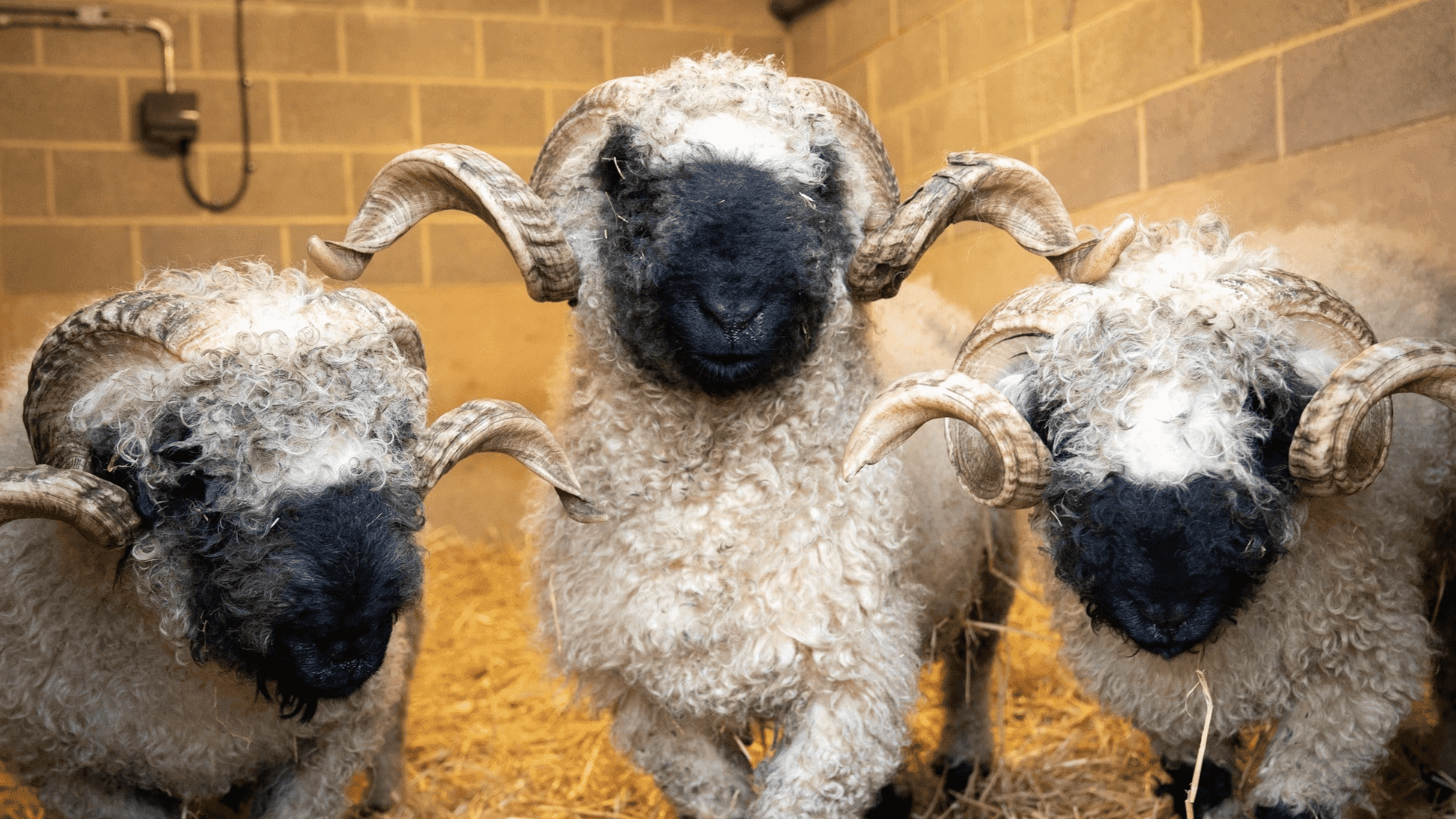 Cannon Hall Farm