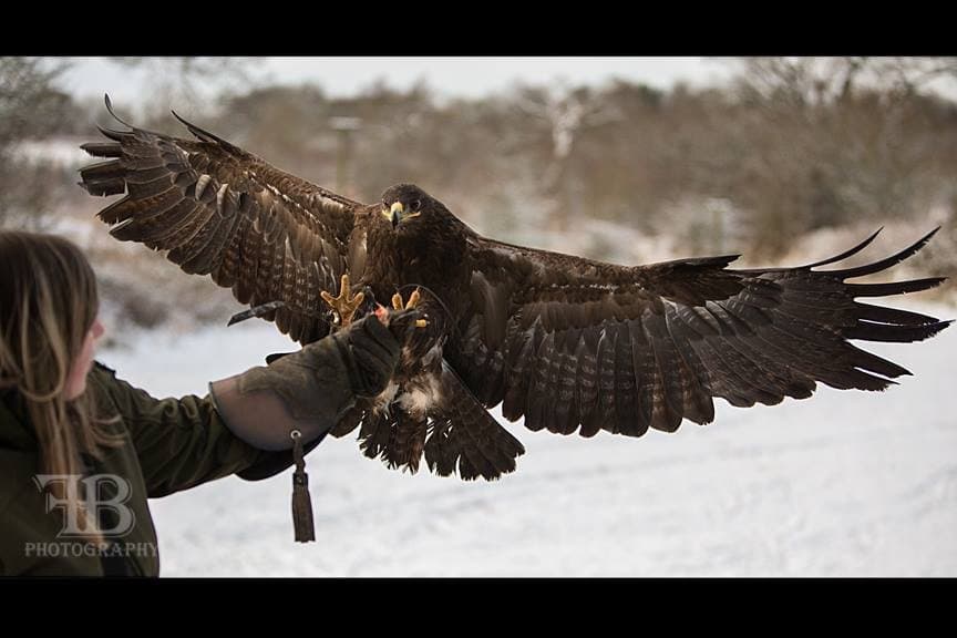 World of Wings