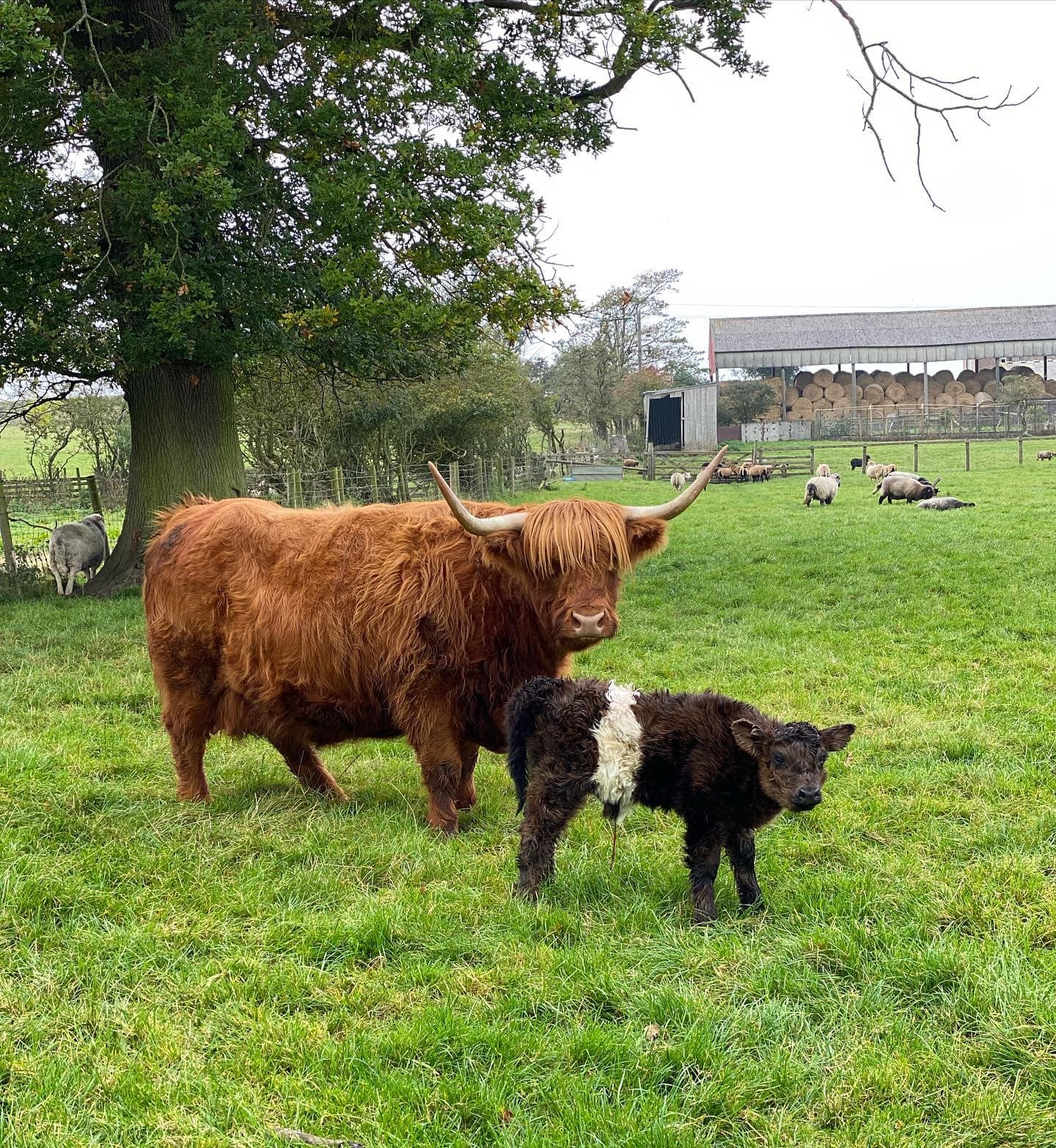 Monk Park Farm Visitor Centre - Photo