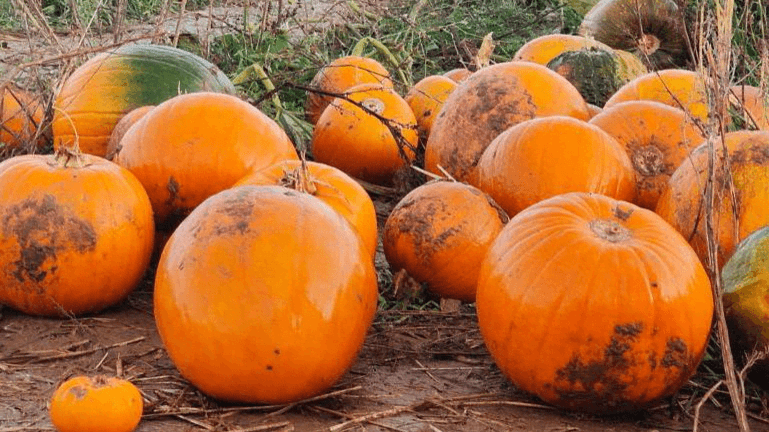 Pumpkin Picking at Four Winds Farm
