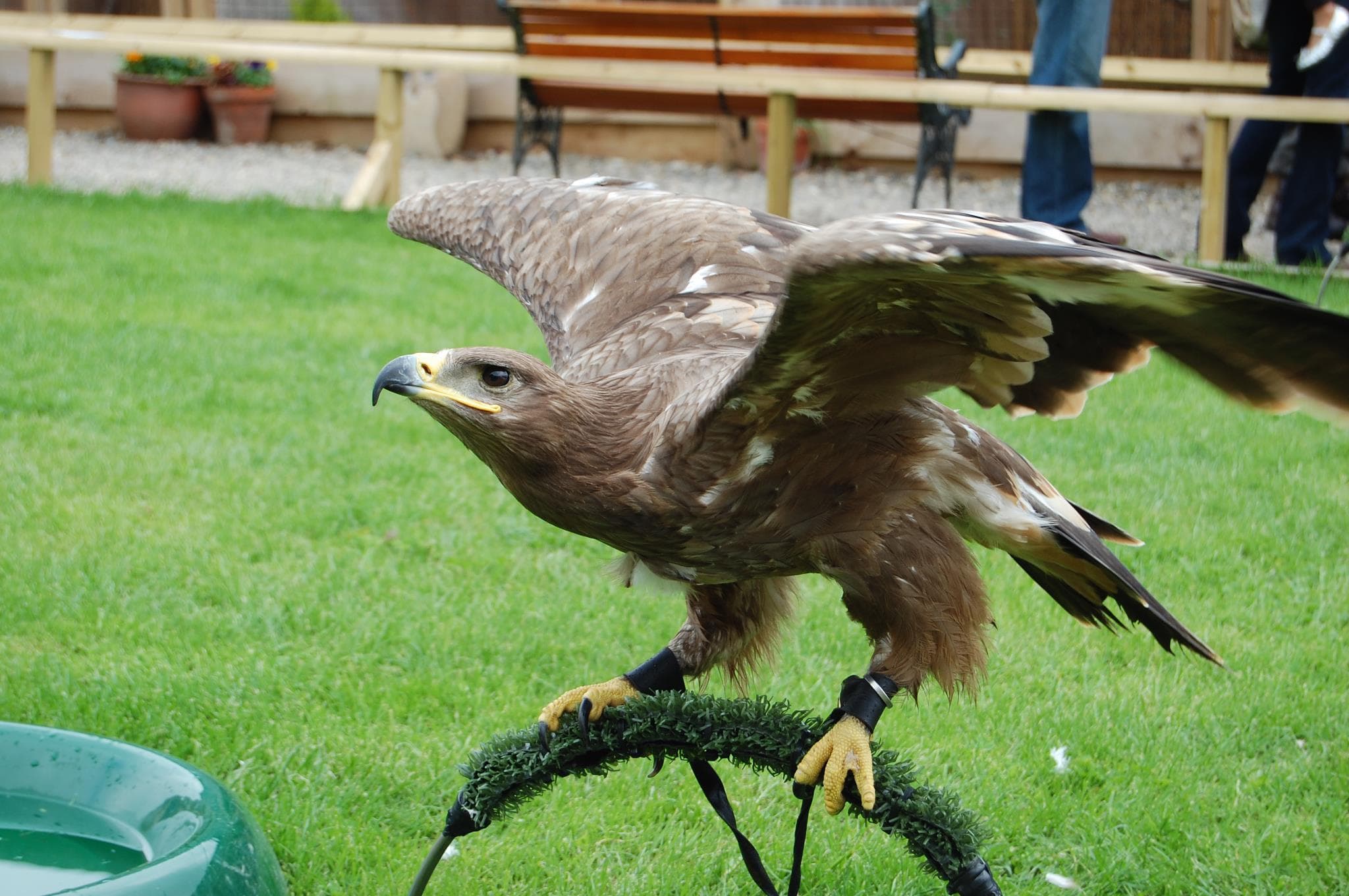 Battlefield Falconry Centre