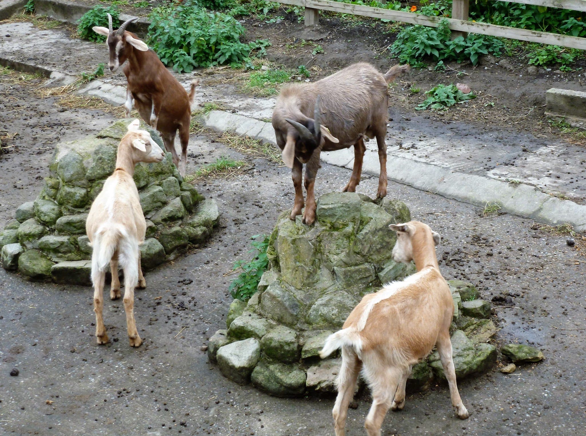 Meanwood Valley Urban Farm - Photo