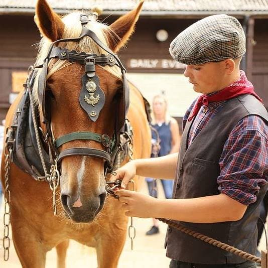 Dorset Heavy Horse Farm Park - Photo