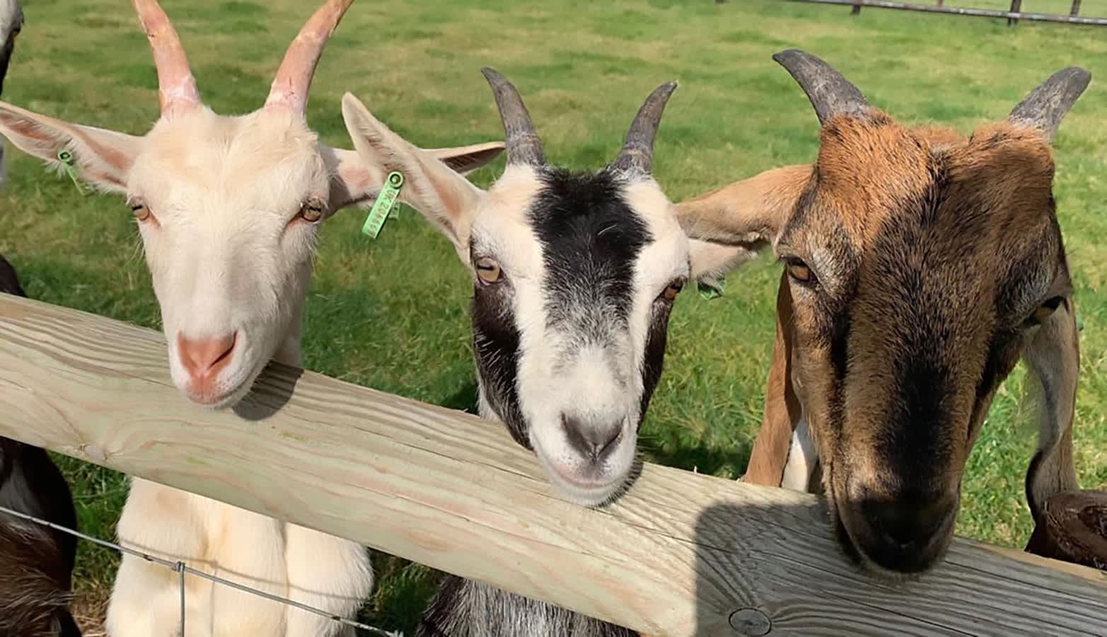 Mini Meadows Farm - Photo