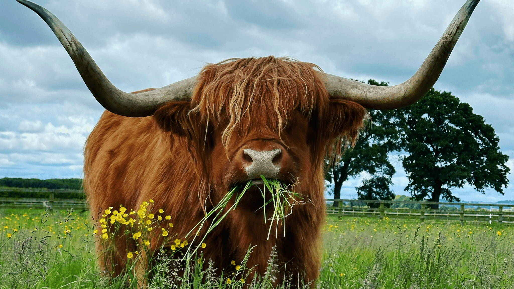 The Ginger Cow Company - Photo 1