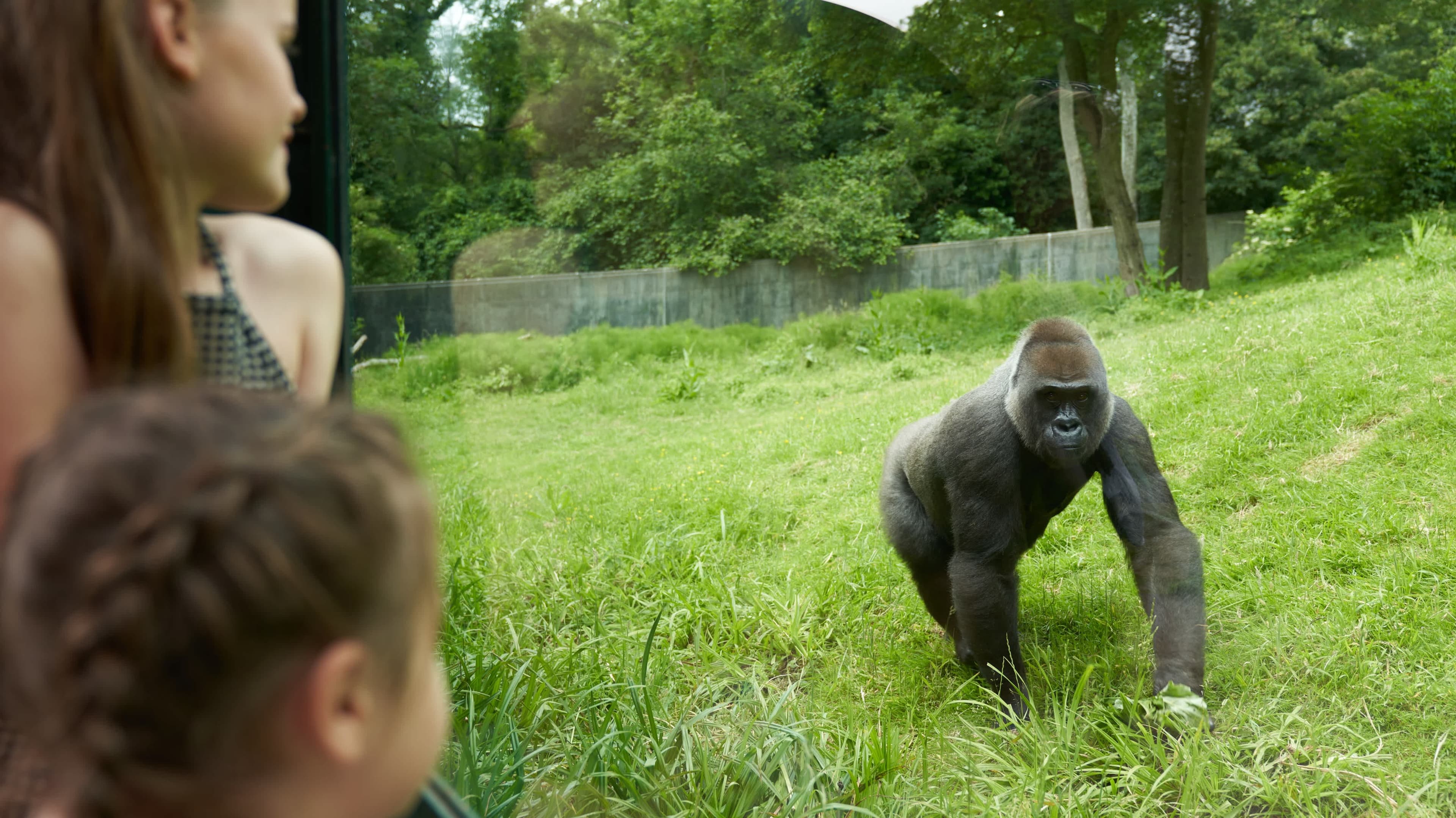 Port Lympne Safari Park - Photo