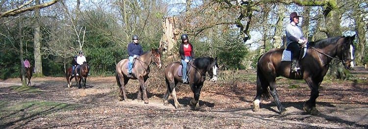 Brockenhurst Riding Stables - Photo 1