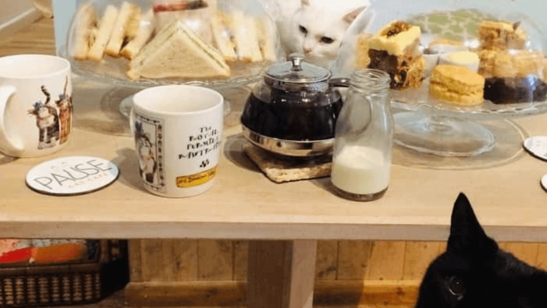 Pause Cat Cafe - Photo