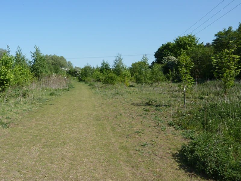 Baulk Wood - Photo