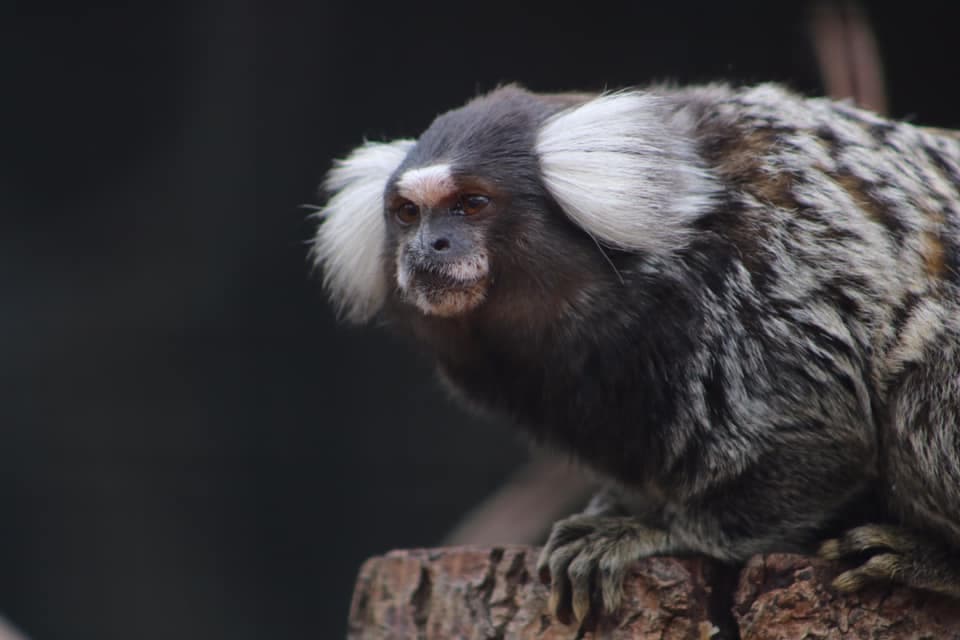 Ponderosa Zoo - Photo