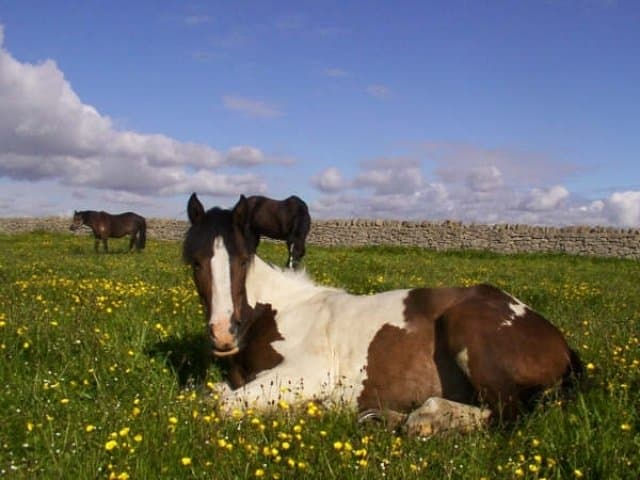 North Lizard Riding School - Photo 1