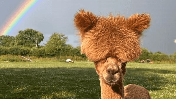 CLARY MEADOWS ALPACAS